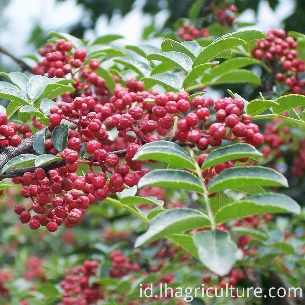 Red Pepper Planting Management